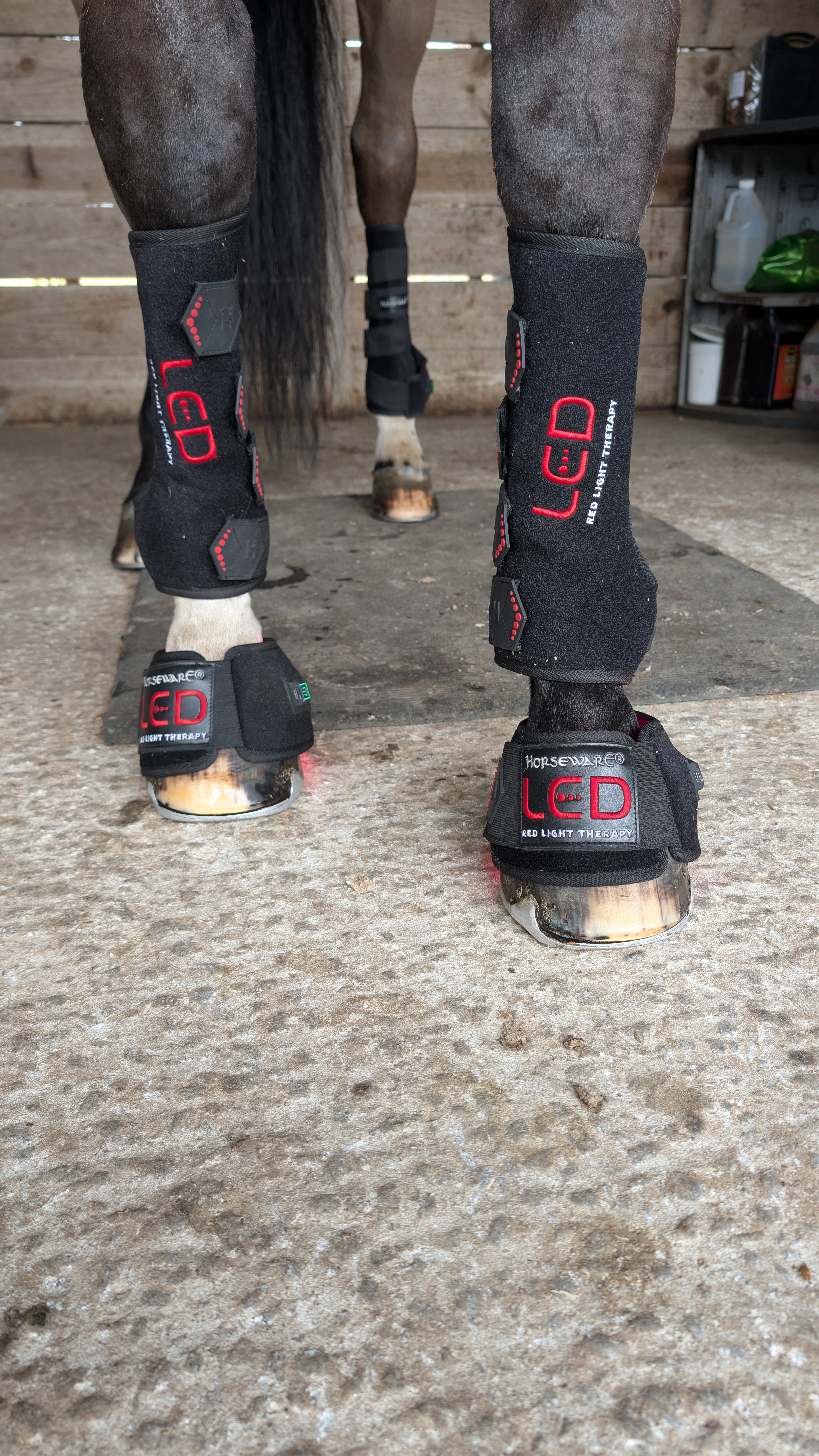 LED light therapy equipment used in evidence-based equine rehabilitation