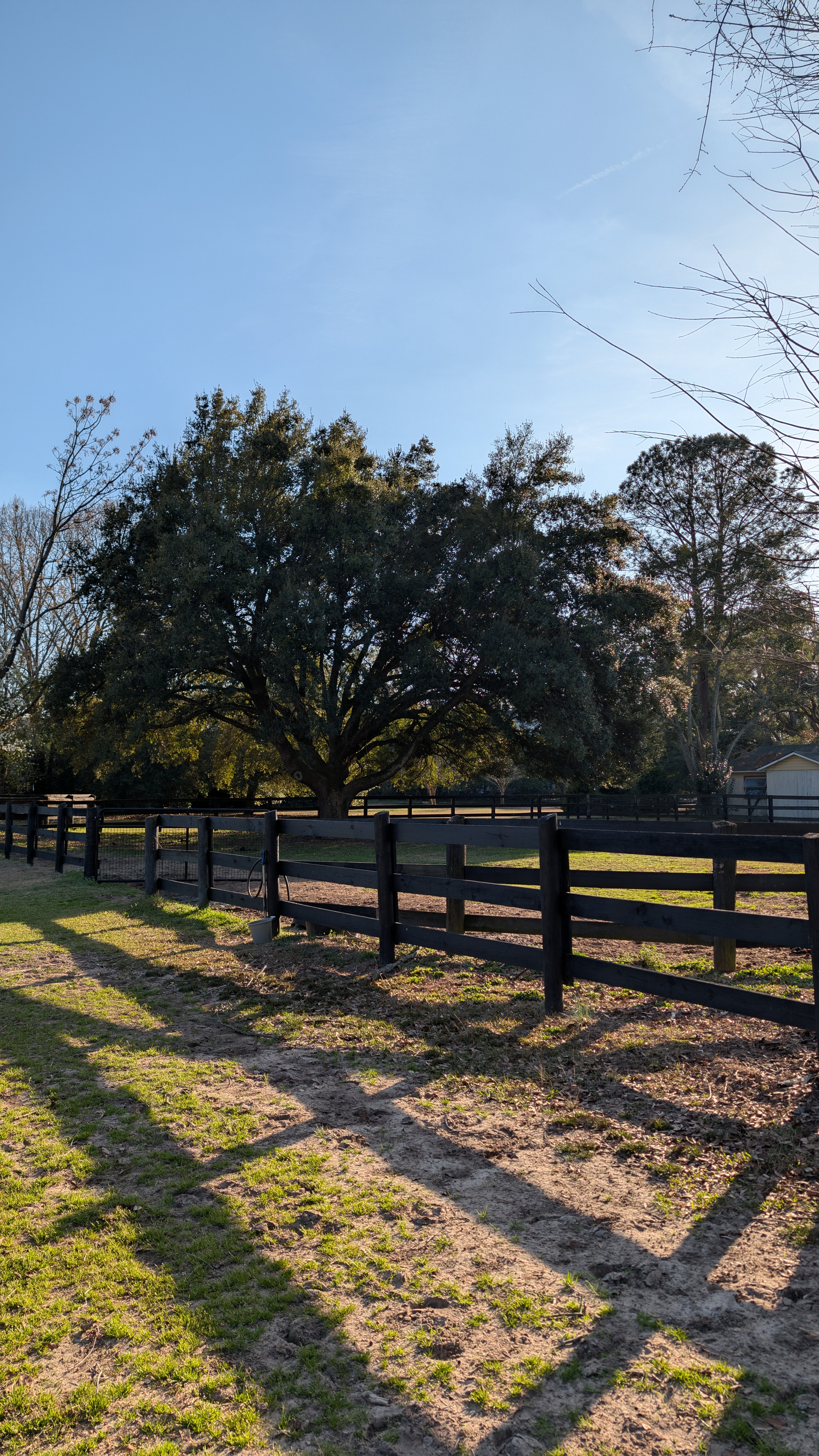 Eligius Equine facility pasture with black fence and oak trees in Aiken, SC